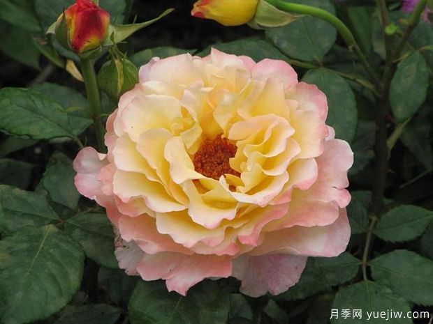 水彩月季的優(yōu)缺點(diǎn)是什么？(圖1)