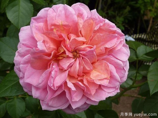 蘋果點(diǎn)心月季(圖1)