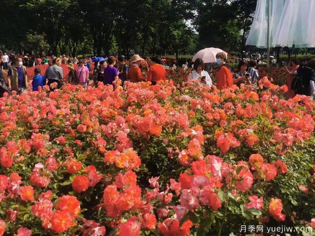 德陽(yáng)月季市花文化和景觀圖集(圖2)