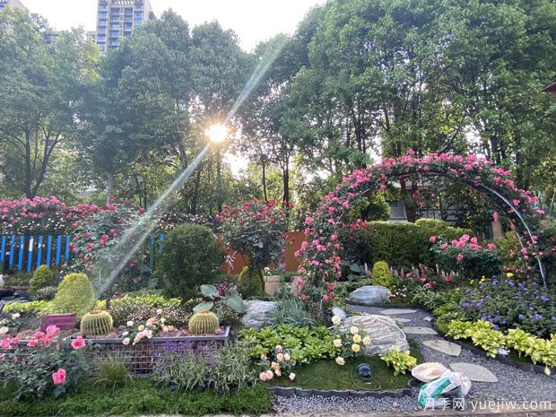 德陽(yáng)月季市花文化和景觀圖集(圖4)