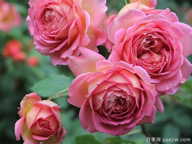 月季花哪個品種***好？經(jīng)典月季花名稱和圖片(圖3)