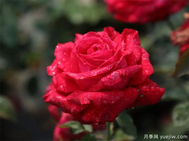 亞力克紅月季，香味濃郁花大花美(圖2)