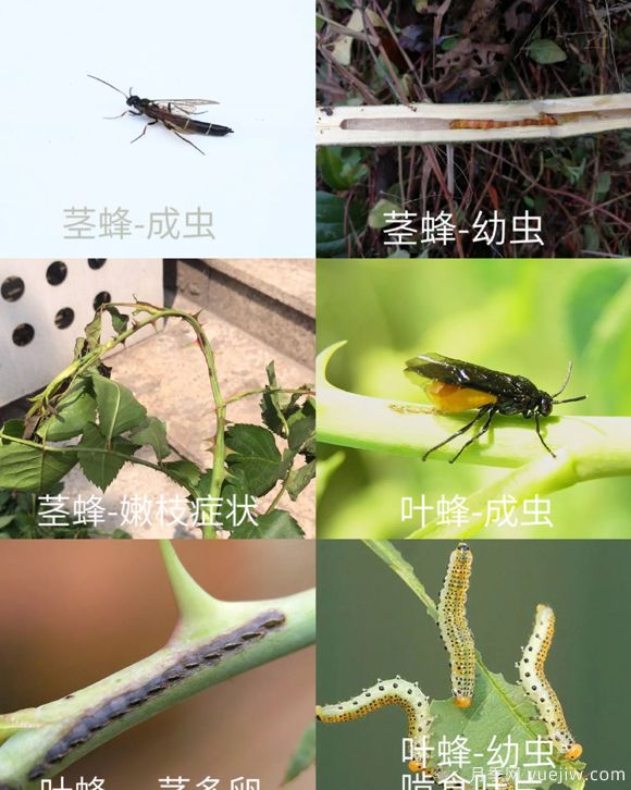全面的月季蟲害圖鑒，癥狀判斷和防治用藥(圖3)