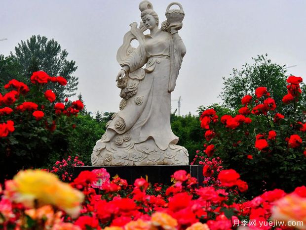 煙臺月季市花文化和景觀圖集(圖3)
