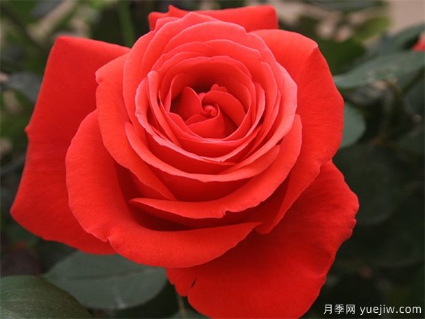 花友寶典，月季養(yǎng)護(hù)要點(diǎn)說(shuō)明書(圖1)