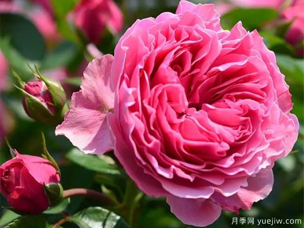 月季怎樣換盆？月季花換盆辦法(圖1)