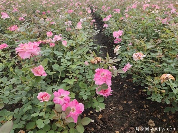 立春過后種植月季需要使用什么樣的土壤？(圖1)