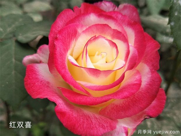 月季(玫瑰)的歷史文化、市花發(fā)展、花語(yǔ)寓意(圖1)