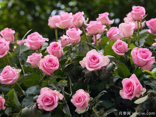 月季花是不是很難養(yǎng)？(圖1)