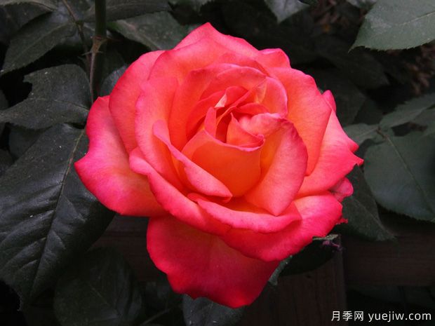 林草工作者必知的名詞術(shù)語，包含林業(yè)草原園林(圖1)