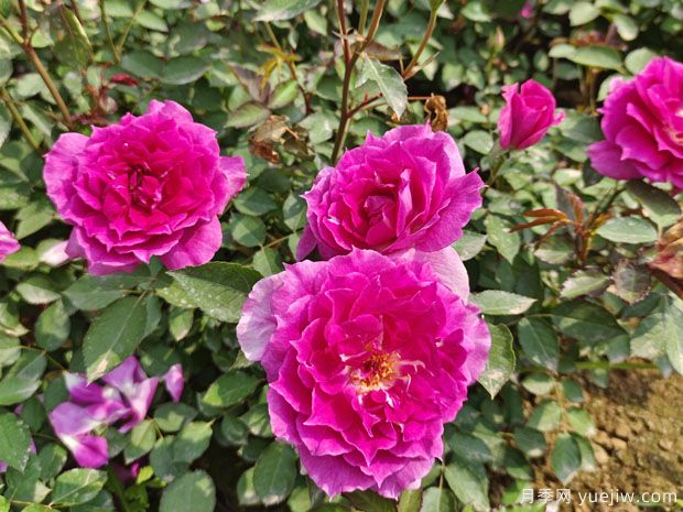 分享6種勤花月季，都是開花機器，滿眼是花海(圖3)