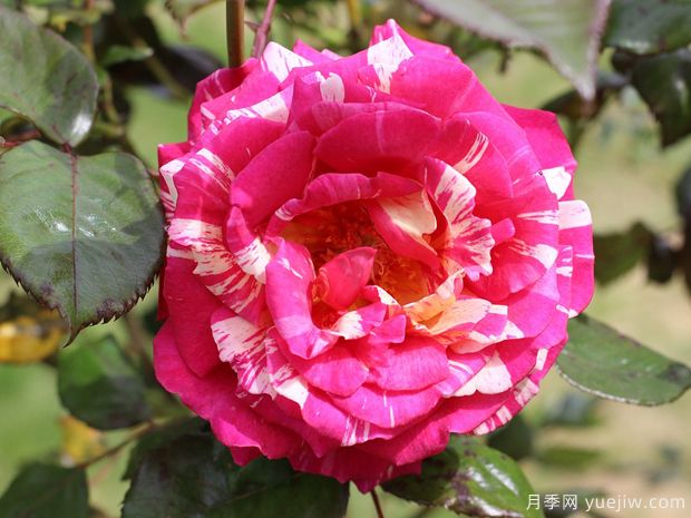月季花一年需要修剪幾次？四次的修剪方法(圖1)