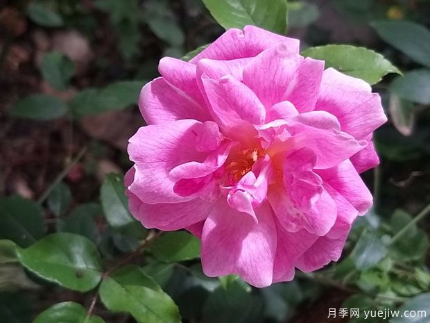 世界古老月季榮譽殿堂，12個老月季名人堂品種大全(圖1)