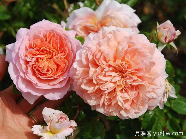 分享罕見的月季花品種，你見過嗎(圖1)
