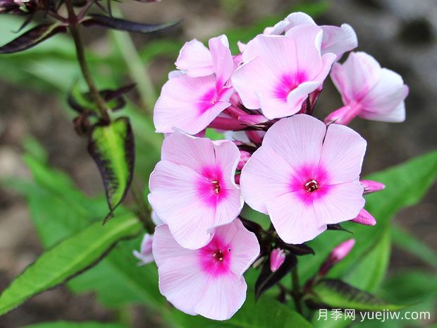 秋播16種草花品種，打造來年花園的絢麗燦爛(圖1)