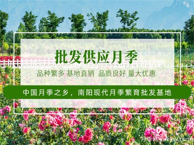 月季***新批發(fā)價(jià)格表，2025年4月月季網(wǎng)行情報(bào)價(jià)(圖1)