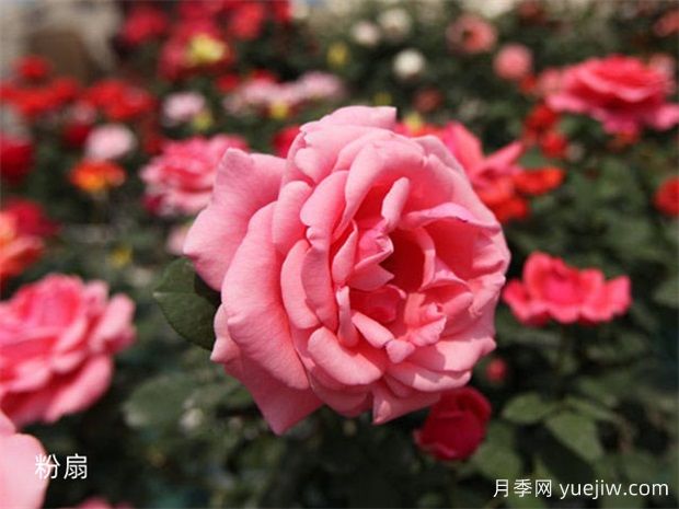 原產(chǎn)中國的玫瑰花(月季花)，是如何成為美國國花的？(圖2)