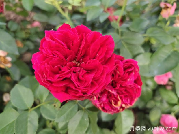 原產(chǎn)中國的玫瑰花(月季花)，是如何成為美國國花的？(圖3)