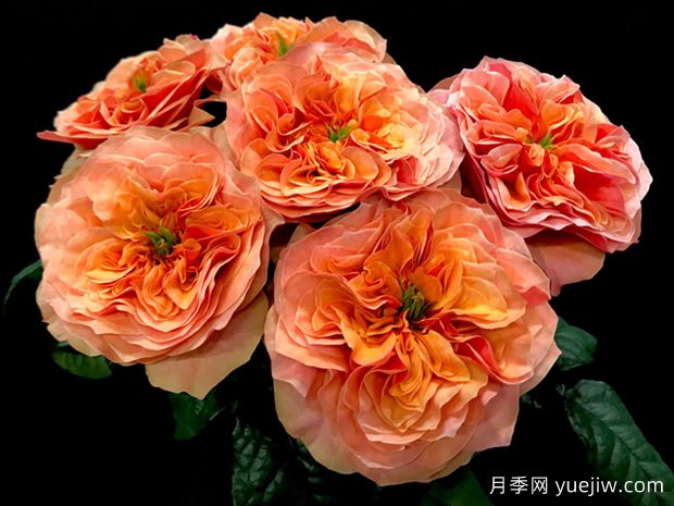 肯辛頓公園月季的優(yōu)缺點是什么？(圖1)