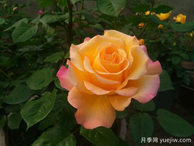 滿足個(gè)性化花卉需求！如何選擇適合自己的月季花品種？(圖1)