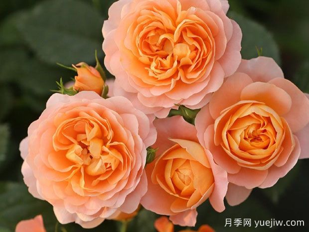月季花通用養(yǎng)護(hù)技巧總結(jié)，為啥買來幾天月季就蔫了？(圖2)