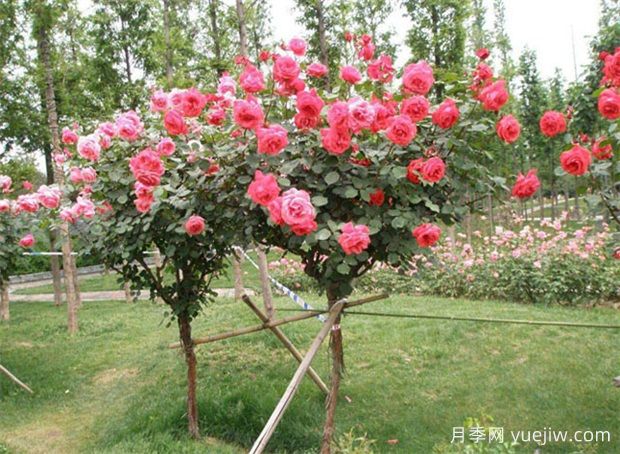 種下一院子月季花，打造一座絕美庭院花園(圖2)