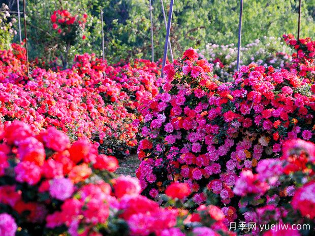 月季花為什么要種在城市綠化帶？原來月季渾身都是寶！(圖2)