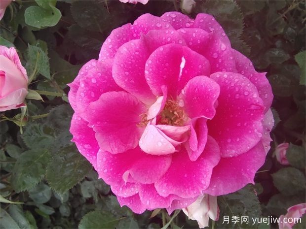 月季花的開花持續(xù)時(shí)間有多長(zhǎng)？(圖1)