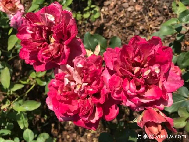 萬(wàn)花筒月季(圖1)