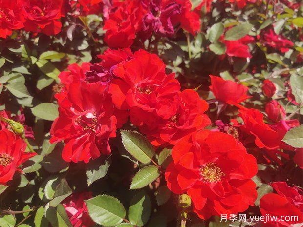 想要月季爆花？初春月季養(yǎng)護(hù)8要訣先掌握(圖1)