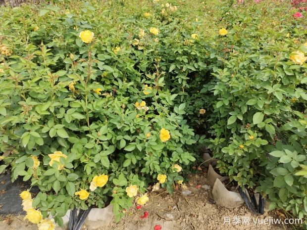 美植袋月季，大花豐花大缽月季苗(圖2)