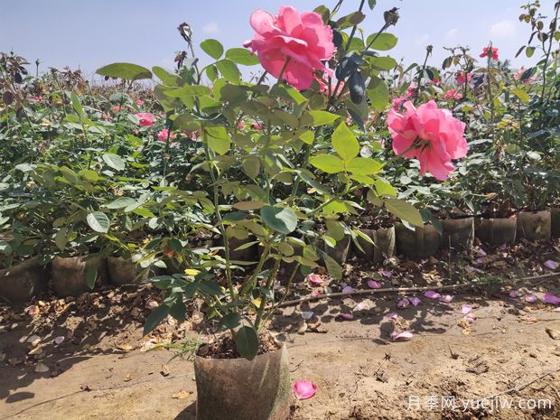 美植袋月季，大花豐花大缽月季苗(圖3)