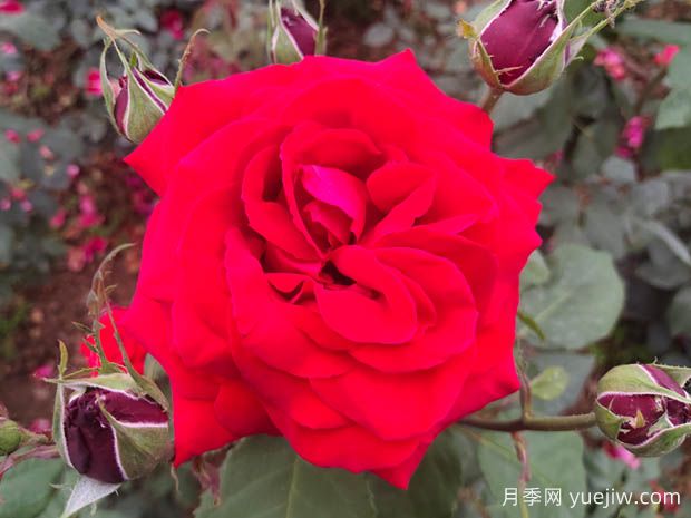 亞力克紅月季，香味濃郁花大花美(圖1)