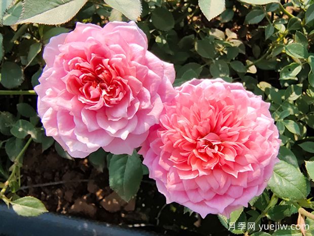 讓月季花連續(xù)開花的辦法有哪些？(圖1)