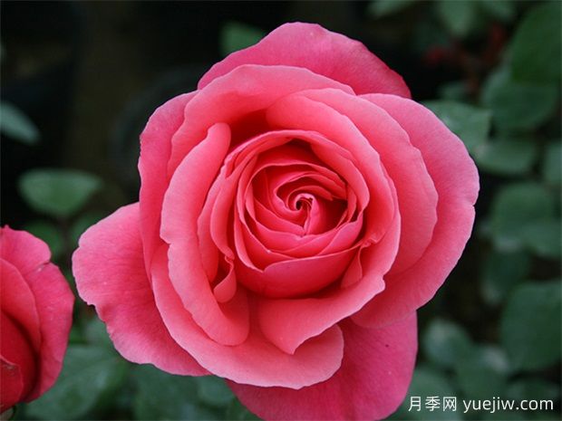 月季網(wǎng)：綠化工程必看，月季的八大類型品種和應(yīng)用(圖1)