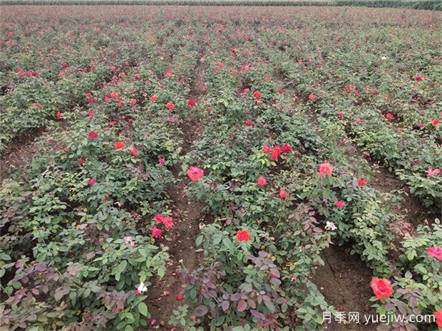 盆栽花草凍壞了還能挽救嗎？(圖1)