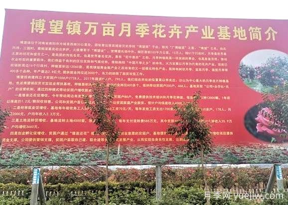 花木產(chǎn)地：南陽(yáng)市博望鎮(zhèn)(圖1)