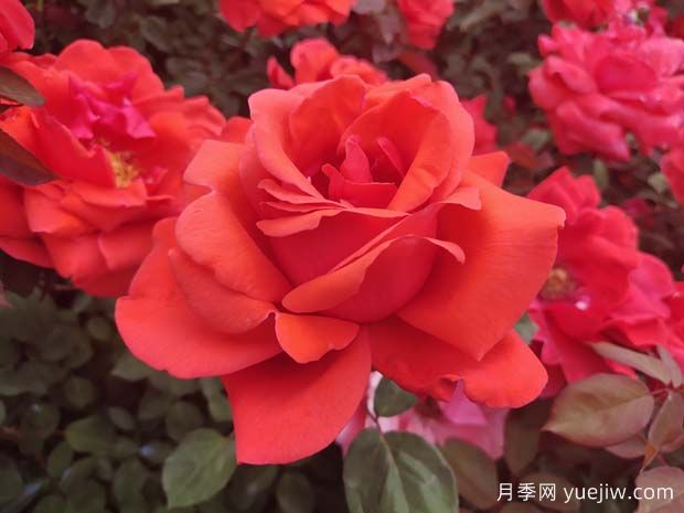 推薦7款經(jīng)典月季品種，勤花好養(yǎng)(圖1)