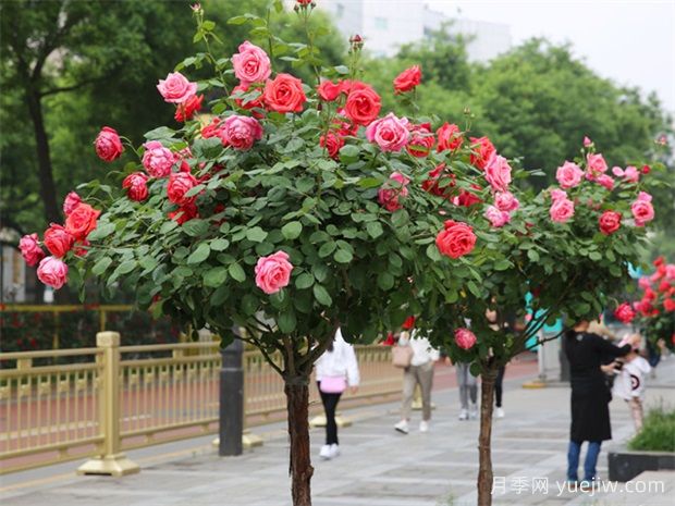 一棵月季幾百塊，為啥這么貴？這是月季樹(shù)(圖3)