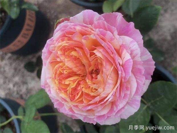 值得入手的12種陽臺月季，漂亮好養(yǎng)，花開不斷(圖3)