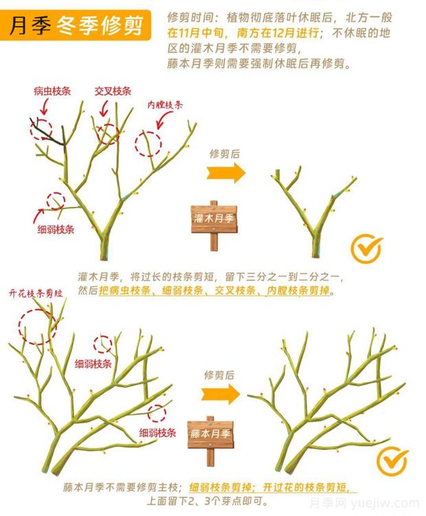 月季冬剪全攻略！各地區(qū)月季修剪時間和方法，全總結(jié)(圖1)