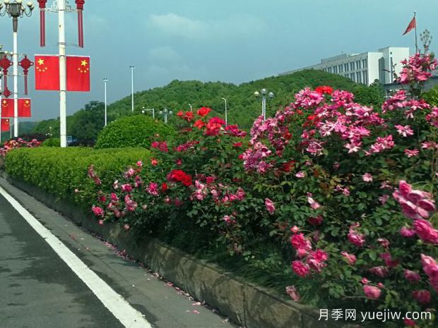 長沙月季應用和景觀圖集(圖4)