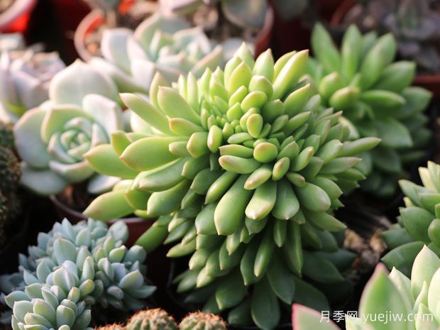 多肉植物盆栽養(yǎng)護(hù)小知識(圖1)