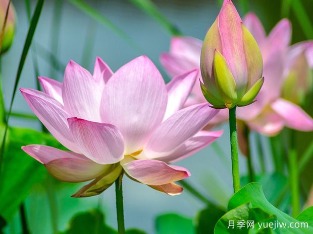 蓮花與荷花有什么區(qū)別？(圖1)