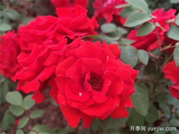 一年生、二年生，多年生花卉的區(qū)別以及園林使用(圖1)