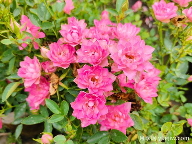 好養(yǎng)的4種月季花，可以種在陽臺(tái)或庭院里(圖2)