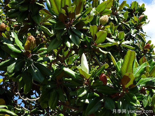 廣玉蘭什么時候開花？花語和種植技巧是什么？(圖1)