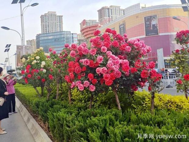 3萬(wàn)余株樹狀月季花開滿城，臨夏市的浪漫你喜歡嗎？(圖2)