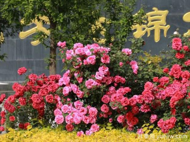 3萬(wàn)余株樹狀月季花開滿城，臨夏市的浪漫你喜歡嗎？(圖3)