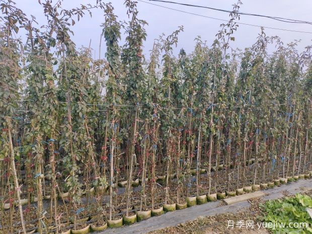 南陽基地2米高安吉拉月季批發(fā)供應(圖2)